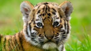 Bán công ty TNHH 2 thành viên thành lập 2022, chưa phát hành bất cứ hóa đơn nào, không nợ thuế.